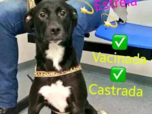 Cachorro raça Bianca idade 2 a 6 meses nome Bianca