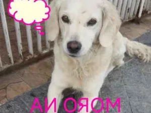 Cachorro raça Branquinha idade 2 a 6 meses nome Branquinha