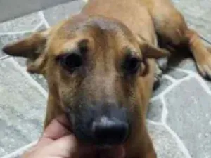 Cachorro raça SRD idade 2 a 6 meses nome Tody