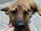 Cachorro raça SRD idade 2 a 6 meses nome Tody