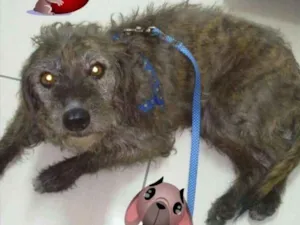 Cachorro raça SRD idade 6 ou mais anos nome July