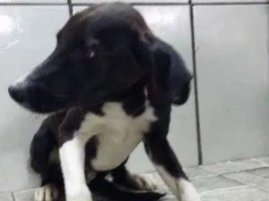 Cachorro raça SRD idade 2 a 6 meses nome Boby