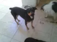 Nina