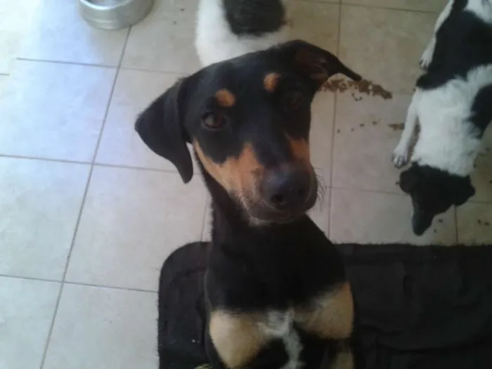 Cachorro ra a SRD idade 1 ano nome Nina