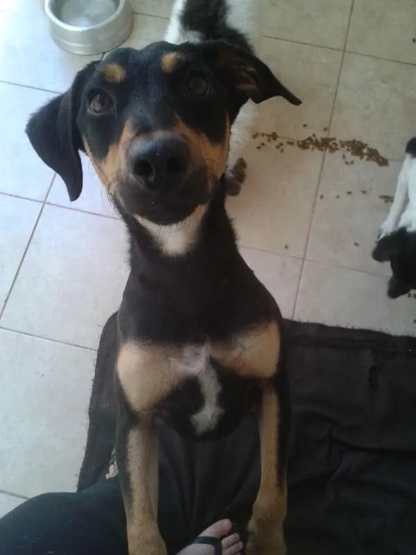 Cachorro ra a SRD idade 1 ano nome Nina