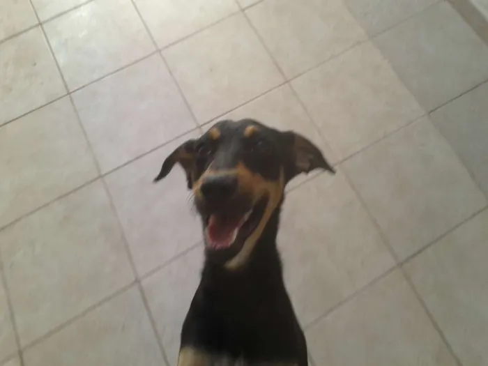 Cachorro ra a SRD idade 1 ano nome Nina