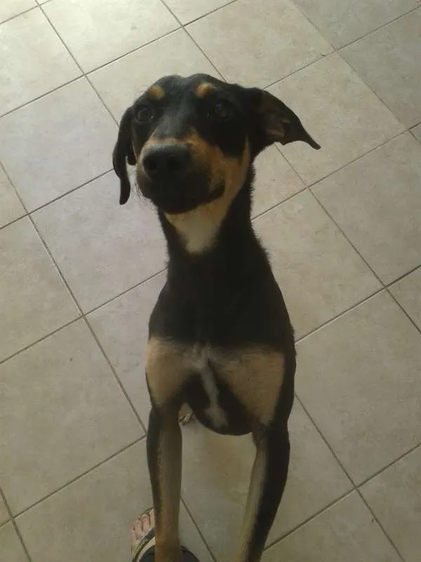 Cachorro ra a SRD idade 1 ano nome Nina