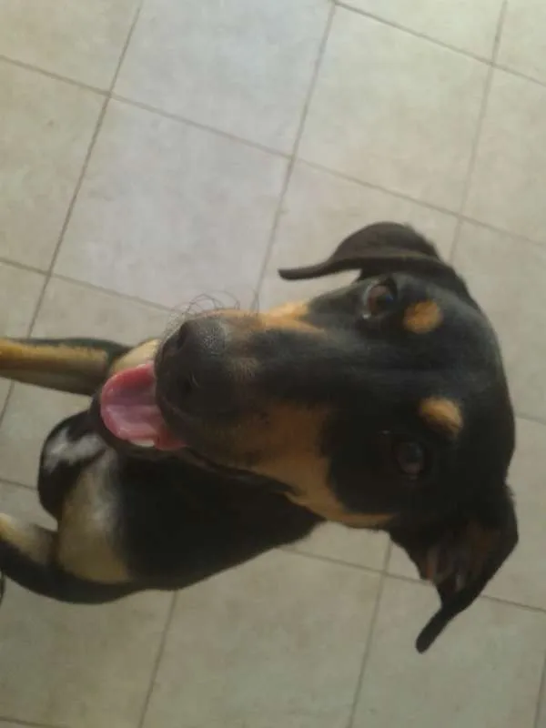 Cachorro ra a SRD idade 1 ano nome Nina