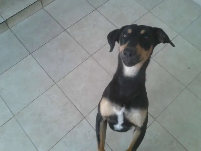 Cachorro ra a SRD idade 1 ano nome Nina
