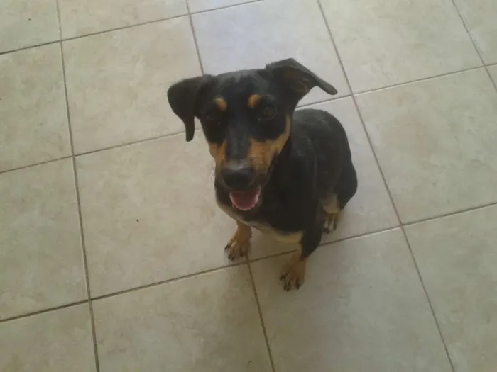 Cachorro ra a SRD idade 1 ano nome Nina