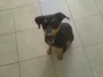 Nina