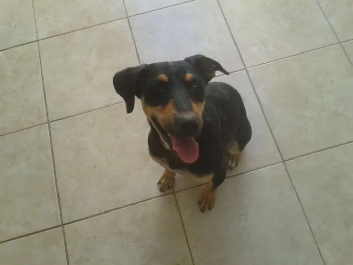 Cachorro ra a SRD idade 1 ano nome Nina