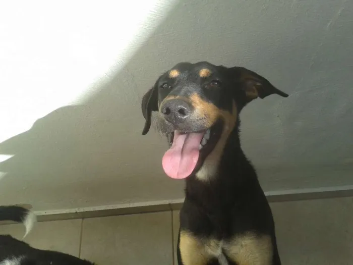 Cachorro ra a SRD idade 1 ano nome Nina
