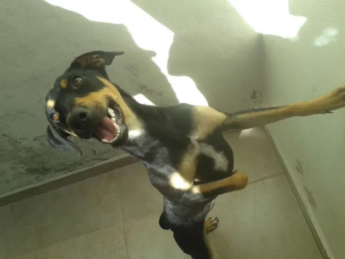 Cachorro ra a SRD idade 1 ano nome Nina