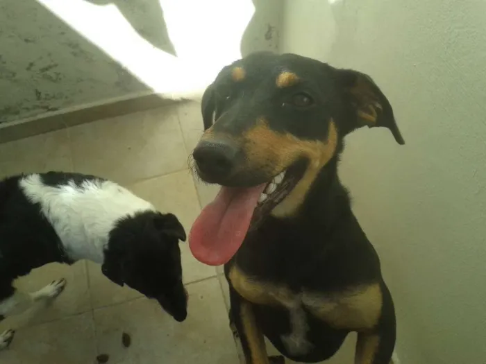 Cachorro ra a SRD idade 1 ano nome Nina