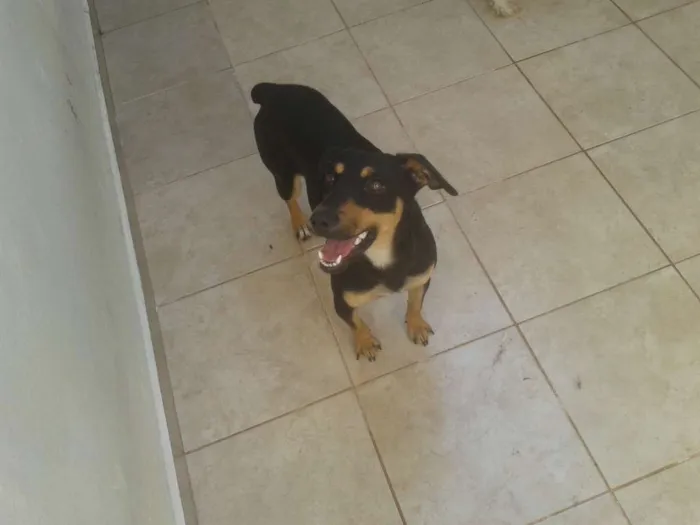 Cachorro ra a SRD idade 1 ano nome Nina