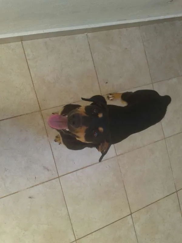 Cachorro ra a SRD idade 1 ano nome Nina