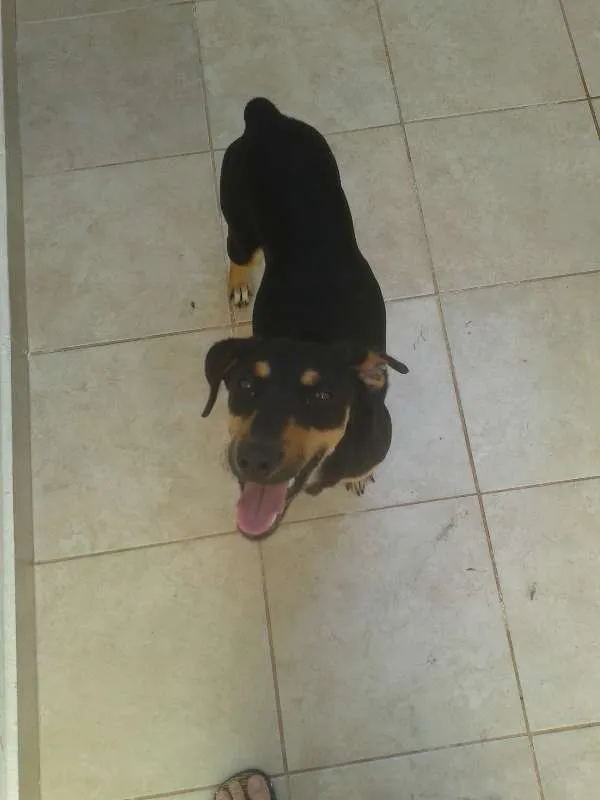 Cachorro ra a SRD idade 1 ano nome Nina