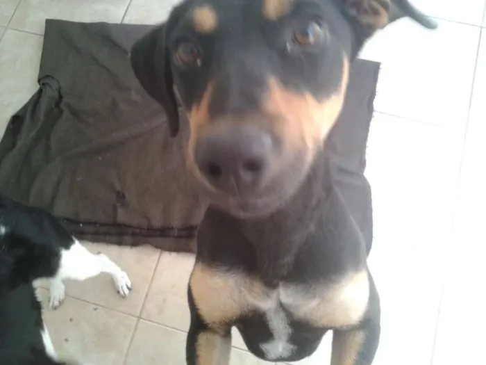 Cachorro ra a SRD idade 1 ano nome Nina