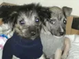 Tico e Teca