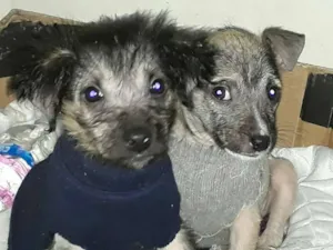 Cachorro raça SRD idade 2 a 6 meses nome Tico e Teca