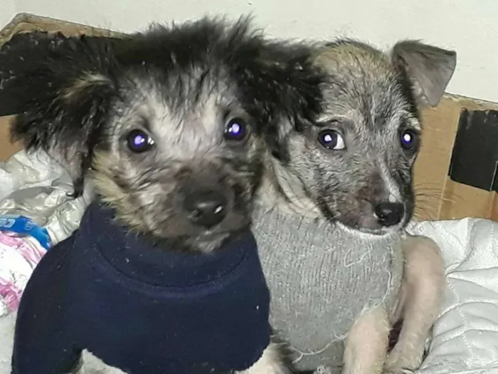 Cachorro ra a SRD idade 2 a 6 meses nome Tico e Teca