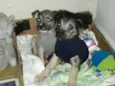 Tico e Teca