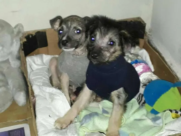 Cachorro ra a SRD idade 2 a 6 meses nome Tico e Teca