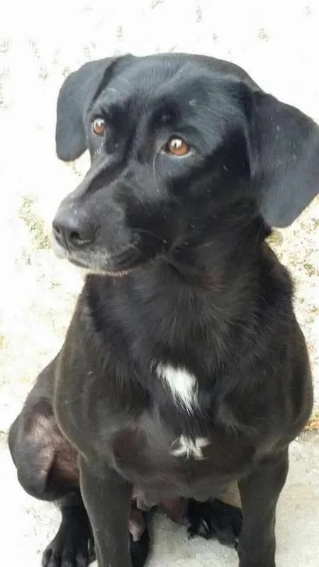Cachorro ra a SRD idade 1 ano nome Pretinha