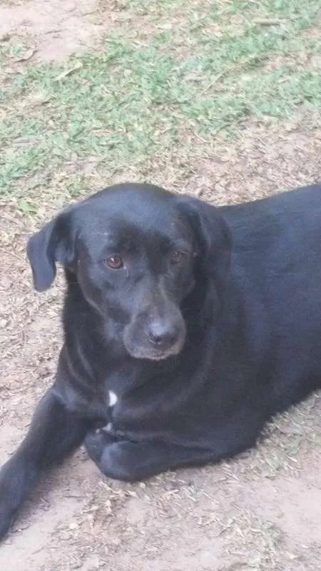 Cachorro ra a SRD idade 1 ano nome Pretinha