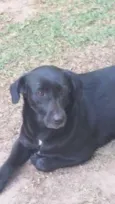 Pretinha
