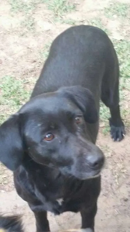Cachorro ra a SRD idade 1 ano nome Pretinha