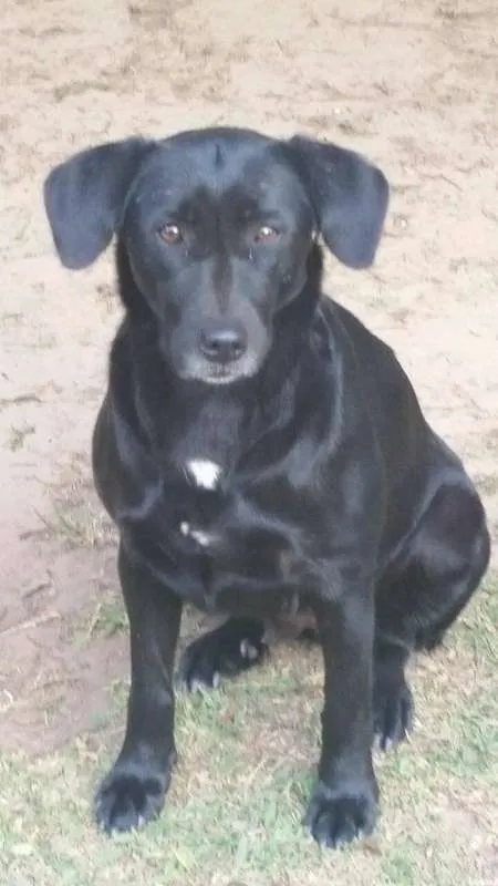 Cachorro ra a SRD idade 1 ano nome Pretinha