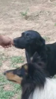 Pretinha