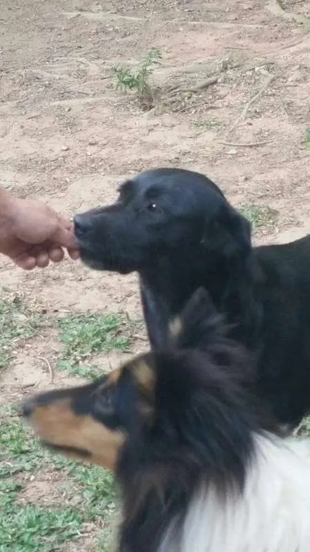 Cachorro ra a SRD idade 1 ano nome Pretinha