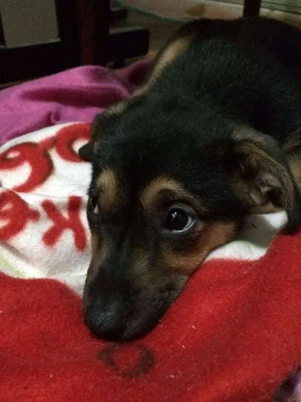 Cachorro ra a SRD idade 2 a 6 meses nome Filhote / ZN DE SP