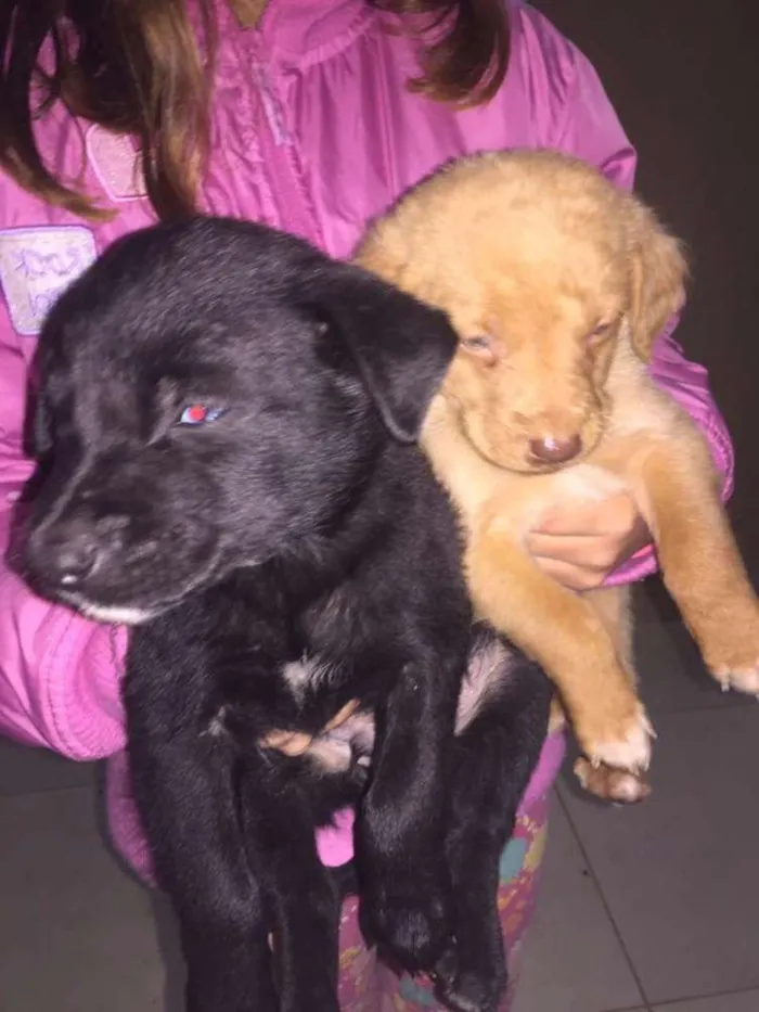 Cachorro ra a SRD idade Abaixo de 2 meses nome Cães