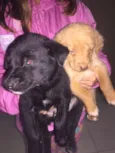 Cães