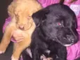 Cães