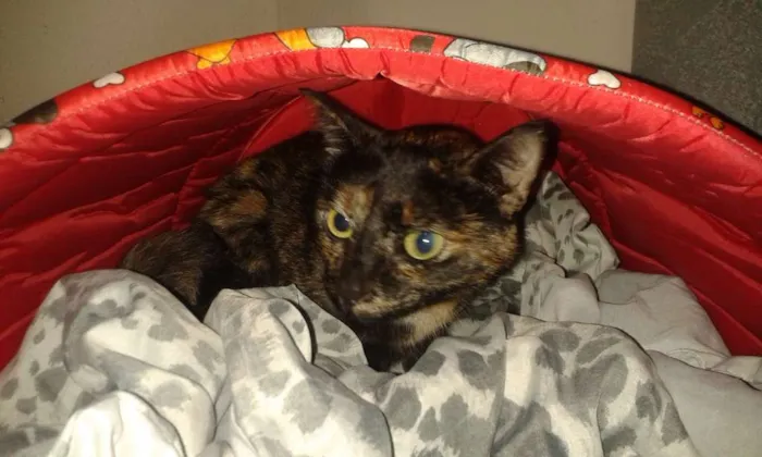 Gato ra a Não sei idade  nome Princesa