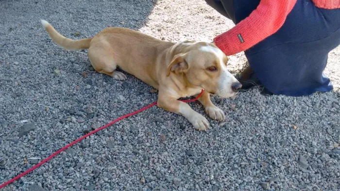 Cachorro ra a Misturinha idade 2 anos nome Pitoco