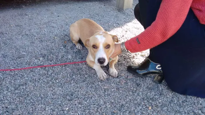 Cachorro ra a Misturinha idade 2 anos nome Pitoco