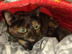 Gato raça Não sei idade  nome Princesa