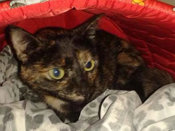 Gato ra a Não sei idade  nome Princesa