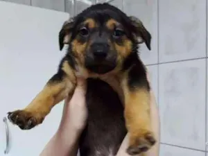 Cachorro raça SRD idade 2 a 6 meses nome Filhote / ZN DE SP