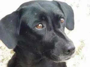 Cachorro raça SRD idade 1 ano nome Pretinha