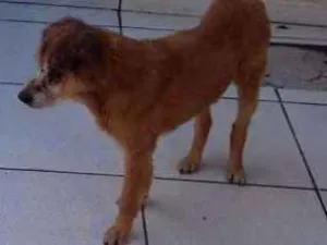 Cachorro raça Cooktop Spenel com Piquines idade 6 ou mais anos nome Sheike