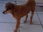 Cachorro raça Cooktop Spenel com Piquines idade 6 ou mais anos nome Sheike