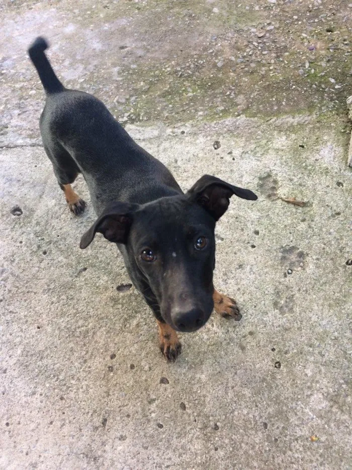Cachorro raça Sem raça definida  idade 7 a 11 meses nome Jurema