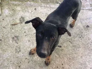 Cachorro raça Sem raça definida  idade 7 a 11 meses nome Jurema